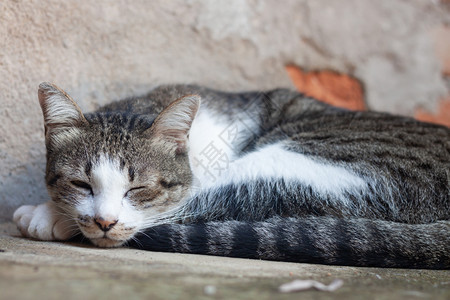 睡在花园家的泰国猫咪股票照片图片