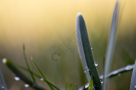 清晨草叶上的一滴露水图片