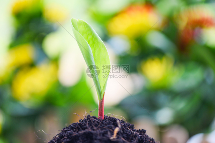 以中绿色和清晨光照亮在花园土壤上种植的农业新物播种图片