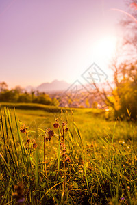 草和花在前景中美丽的金色草地夜晚景在模糊的背景中日落背景图片