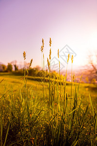 草和花在前景中美丽的金色草地夜晚景在模糊的背景中日落背景图片