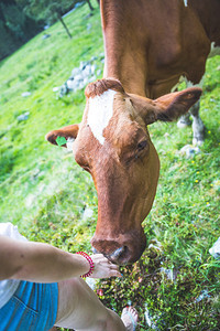 牛正在欧洲阿尔卑斯山的田间草原上觅食奥地利图片
