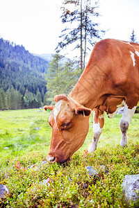 奶牛正站在欧洲阿尔卑斯山的地草原上奥利图片