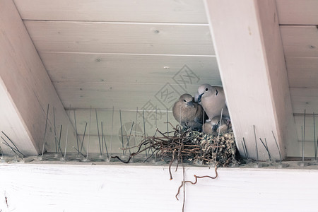 小鸽鸟和妈坐在巢里图片