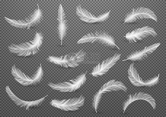 在透明网格背景上孤立的一连串白色现实奇特的长毛扭动坠落羽毛设计模板矢量光度图片