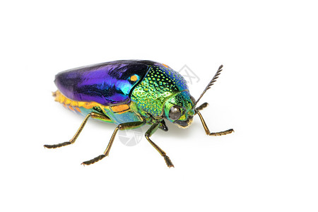 绿色腿金属甲虫Sternoceraaequiignata或宝石甲虫白底的金属木质甲虫图像图片