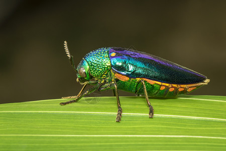 绿色金属光泽的昆虫图片