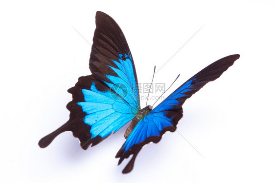 白色背景上的蓝蝴蝶图片