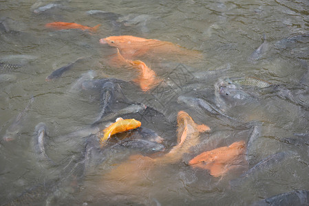 淡水鱼养殖场金鲤罗拉比或橙色鲑和在水面池塘喂食物后的鱼图片