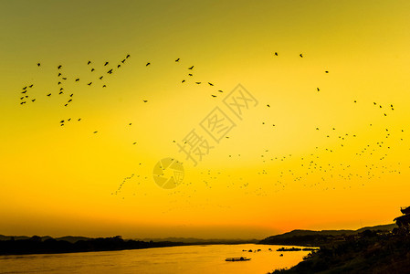 黄天湄公河日落亚洲湖上空的鸟飞图片