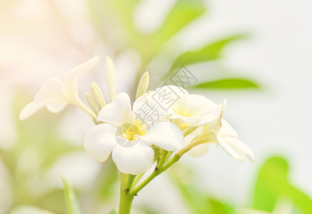 夏季园艺背景的花或frangipani花植物图片