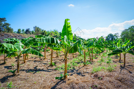 香蕉泥种植香蕉树和园农业的一群人背景