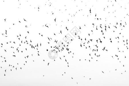 不同黑色蝙蝠的轮廓在白色背景上单独飞行光辉派对卡片背景模板图片