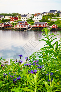 Fjord海岸景观春季鲜花和典型的Norwegian渔村有传统的红罗布小屋ReineLofoten群岛挪威旅行目的地挪威渔村Re图片