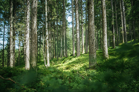 森林精神和木材疗法中的令人印象深刻树苗图片
