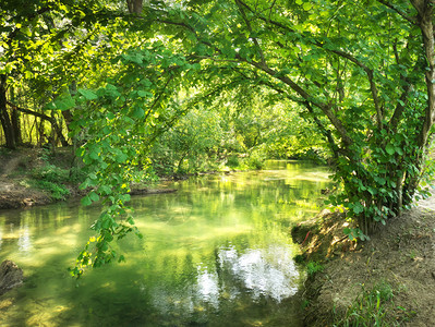 森林和河流自然构成图片