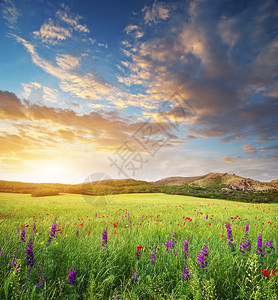 绿色草原上的春花美丽景色图片