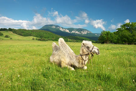 山地草原上一只正在休息的骆驼图片