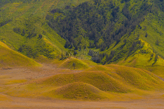 BromoSavannaGreenHill印度尼西亚东爪哇公园关于旅行和假期概念的BromoHill印度尼西亚东爪哇图片