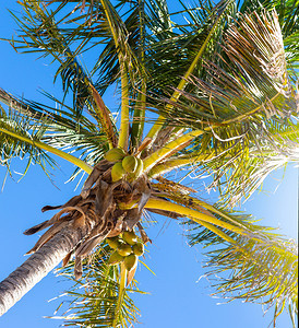 西班牙特纳里夫热带海滩种植的绿色椰子棕榈图片