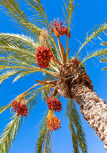棕榈树上生长着日期特纳里夫西班牙特纳里夫图片