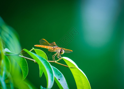 夏季热带森林的天然叶上长着翅膀的黄是越南河内一种多彩的昆虫是动物图片