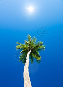 棕榈树对蓝天空棕榈树对热带海岸图片