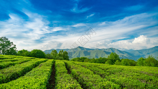 索契山的茶叶种植园图片