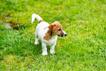 草地上的杰克罗瑟尔狗图片