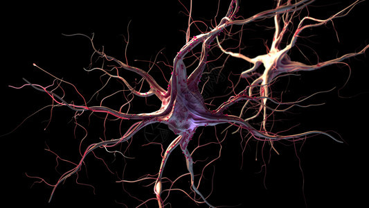 3d表示神经细胞图片