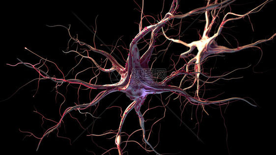 3d表示神经细胞图片