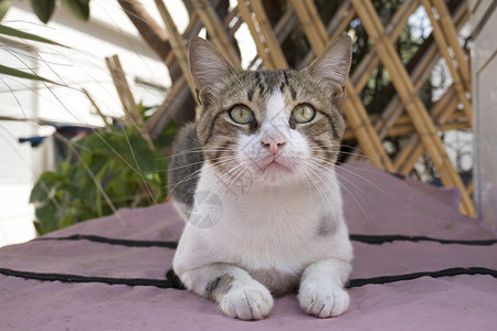 一只警惕的卡利科猫肖像看着人们经过图片