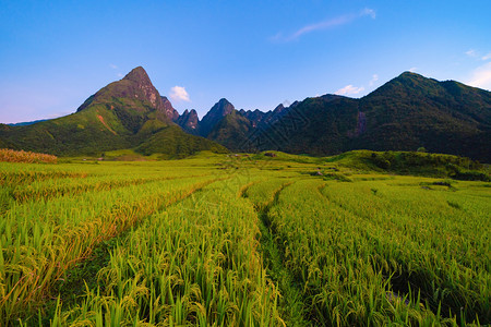 夏季的芬西潘山谷有稻田梯农村或地区绿色田旅行和假期概念越南萨帕自然景观图片