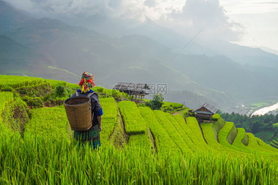 部落妇女农民有稻田梯在MuCangChaiYenBai越南东亚山丘谷的MuBai农村的田越南图片