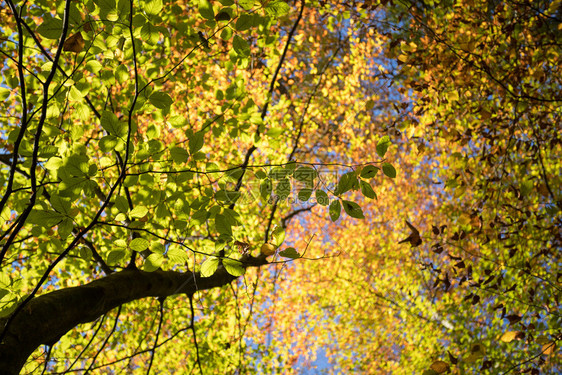公园里多彩的叶子秋复制空间图片