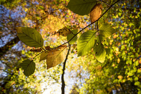 公园里多彩的叶子秋复制空间图片