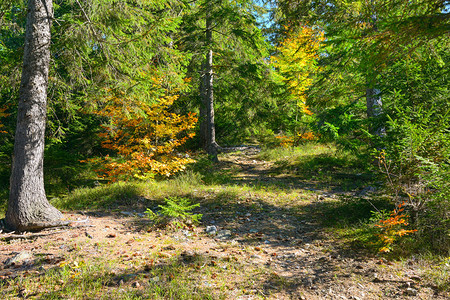 在明亮的秋天森林中隐秘和衰落的树木秋天风景图片