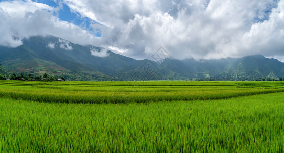 夏季的芬西潘山谷有稻田梯农村或地区绿色田旅行和假期概念越南萨帕自然景观图片