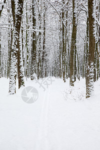 寒冷的冬季森林和道路图片