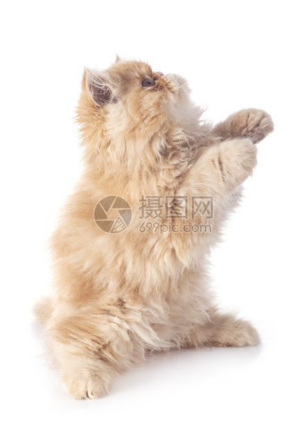 白背景面前的百小猫图片