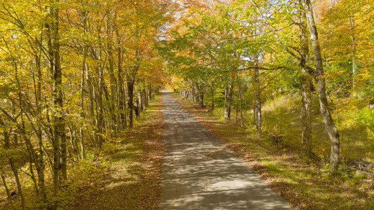 道路和秋色的树叶图片