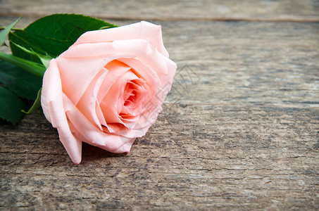 粉红玫瑰躺在木制桌子上图片