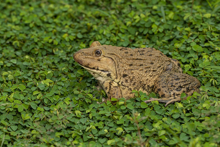 食用青蛙东亚公牛青Hoplobatrachuspubulosus在草地上的照片图片