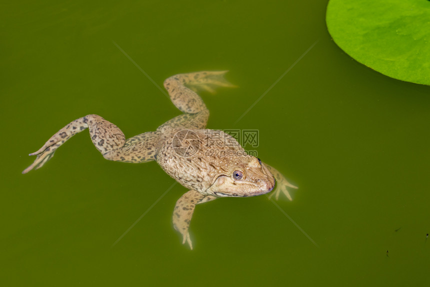 食用青蛙东亚公牛青Hoplobatrachuspubulosus在水面上的照片图片