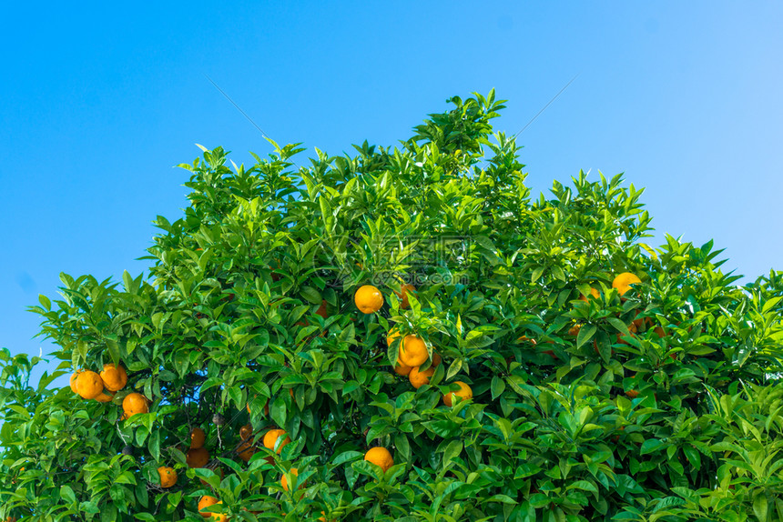 柑橘树子