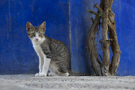 一只警惕的卡利科猫肖像看着人们经过图片