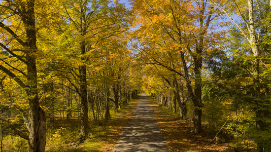 偏僻的乡村公路在纽约秋季落下叶图片
