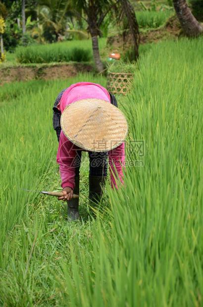 在印度尼西亚巴厘美丽的Jatiluwih水稻田工作图片