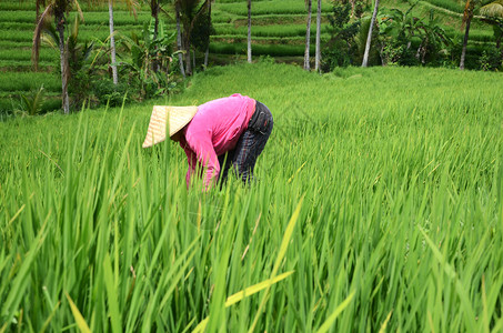 在印度尼西亚巴厘美丽的Jatiluwih水稻梯田种植园工作的妇女农民戴传统的水稻帽图片