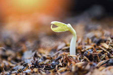 种植土壤地农业中生长的豆芽种籽图片